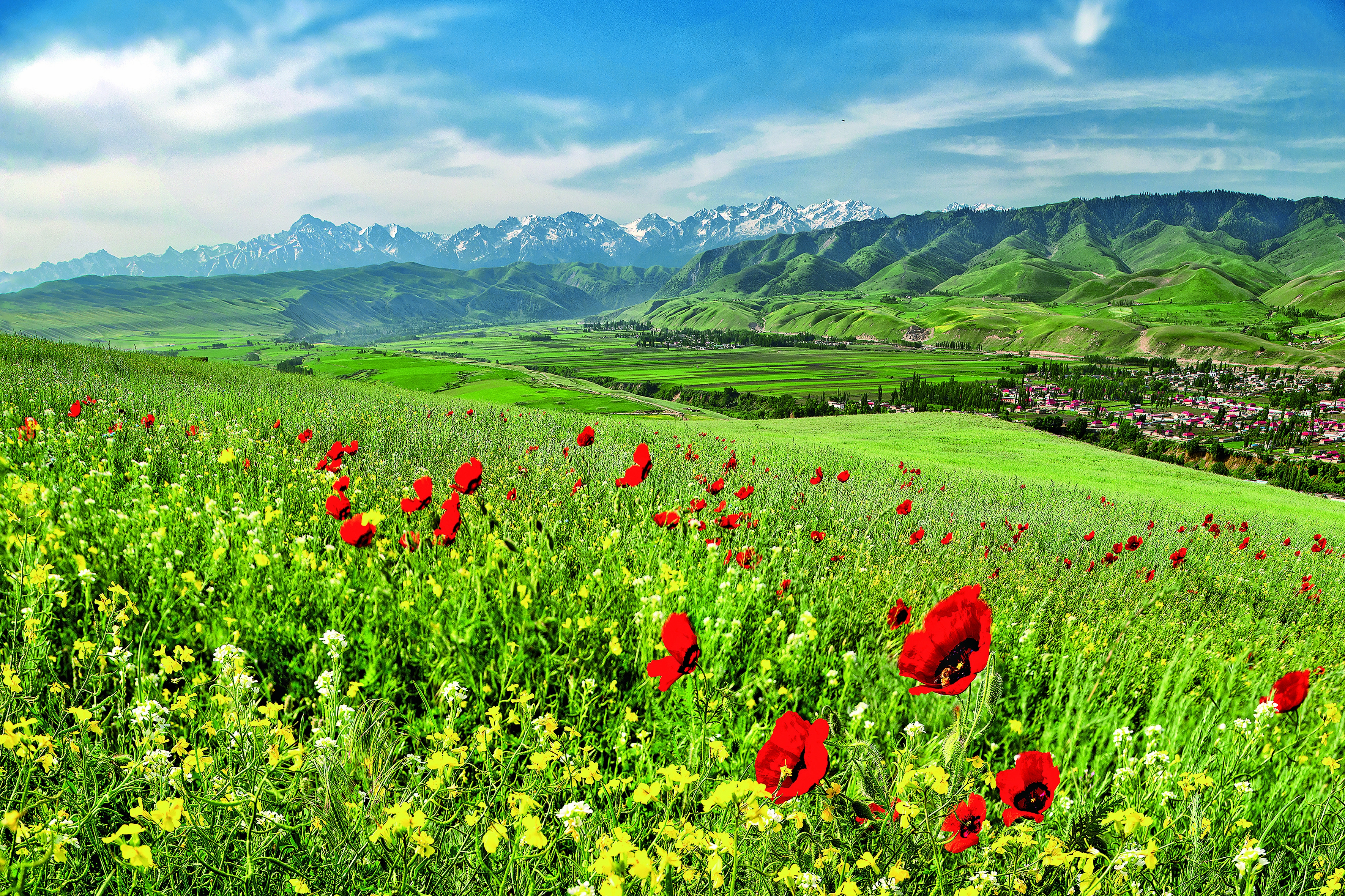芳香遍地 以花为媒大力促进新疆旅游业发展