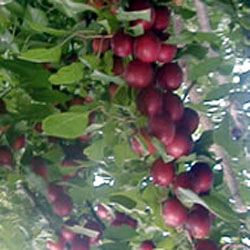 新疆特产水果屋之九-新疆的野酸梅